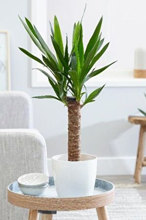 Yucca - Yuka Bitkisi Tek Gövdeli Yucca Avize Çiçeği Canlı Salon Bitkisi 50 - 60 cm