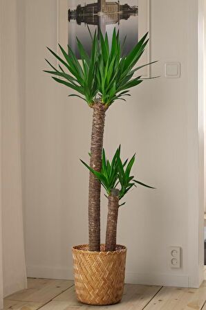 Yucca - Yuka Bitkisi Büyük Boy İki Gövdeli Yucca Avize Çiçeği Canlı Salon Bitkisi 180 - 220 cm