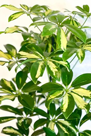 Schefflera Arboricola - Tek Gövdeli Alacalı Şeflera Canlı Salon Bitkisi 80 - 100 cm