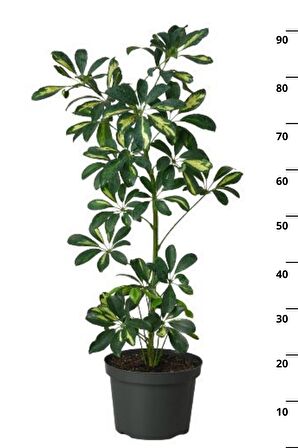 Schefflera Arboricola - Tek Gövdeli Alacalı Şeflera Canlı Salon Bitkisi 80 - 100 cm