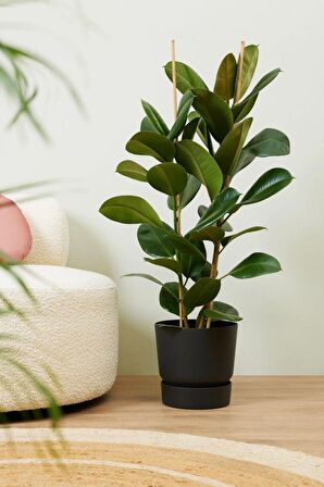 Ficus Elastica Robusta - İki Gövdeli Kauçuk Canlı Salon Bitkisi 80 - 100 cm