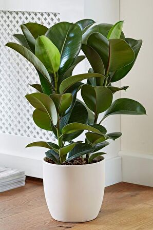 Ficus Elastica Robusta - İki Gövdeli Kauçuk Canlı Salon Bitkisi 80 - 100 cm