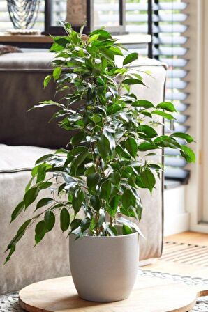 Ficus Daniella - Yeşil Ficus Canlı Salon Bitkisi 80 - 100 cm