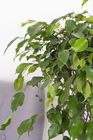 Ficus Daniella - Yeşil Ficus Canlı Salon Bitkisi 80 - 100 cm