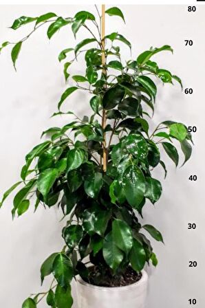 Ficus Daniella - Yeşil Ficus Canlı Salon Bitkisi 80 - 100 cm