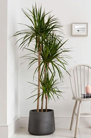 Dracaena Marginata XL - Madagaskar Dragon Ağacı Üç Gövdeli Canlı Salon Bitkisi 130 - 150 cm