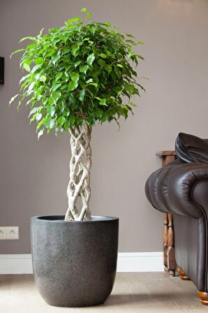 Ficus Benjamin Exotica - Kafes Örgülü Ficus Canlı Salon Bitkisi 120 - 140 cm