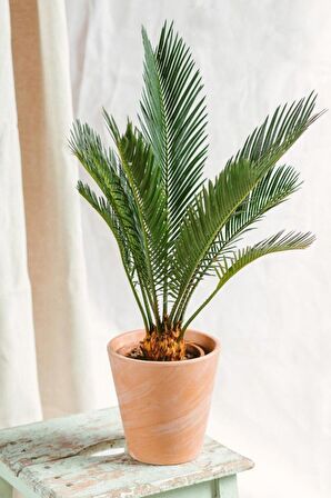 Cycas Revoluta - Sikas Japon Sago Palmiyesi Canlı Salon Bitkisi 50 - 60 cm