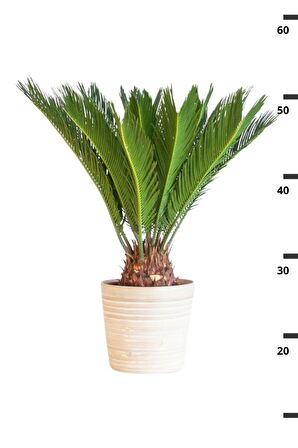 Cycas Revoluta - Sikas Japon Sago Palmiyesi Canlı Salon Bitkisi 50 - 60 cm