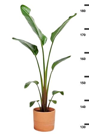 Starliçe Cennet Kuşu Çiçeği - Büyük Boy Strelitzia Nicolai Canlı Salon Bitkisi 160 - 180 cm