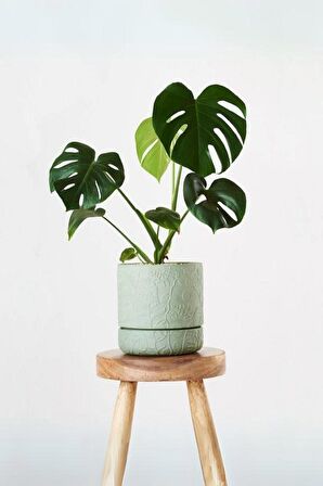 Monstera Deliciosa - Mini Deve Tabanı Canlı Salon Bitkisi 35 - 50 cm