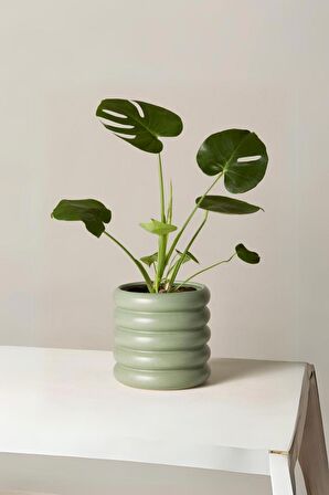 Monstera Deliciosa - Mini Deve Tabanı Canlı Salon Bitkisi 35 - 50 cm