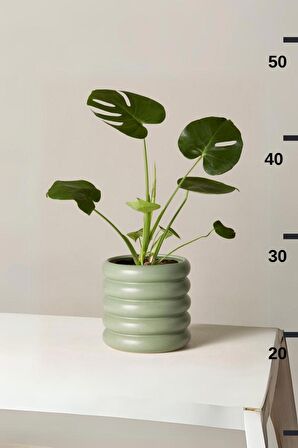 Monstera Deliciosa - Mini Deve Tabanı Canlı Salon Bitkisi 35 - 50 cm