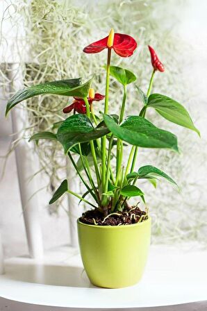 Red Anthurium Andraeanum - Kırmızı Antoryum Flamingo Canlı Salon Bitkisi 40 - 60 cm