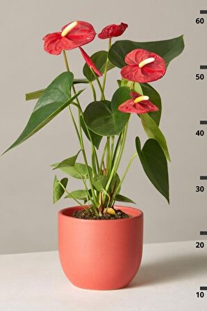 Red Anthurium Andraeanum - Kırmızı Antoryum Flamingo Canlı Salon Bitkisi 40 - 60 cm