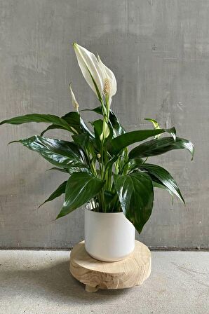 Spathiphyllum Chopin - Barış Çiçeği Canlı Salon Bitkisi 40 - 60 cm