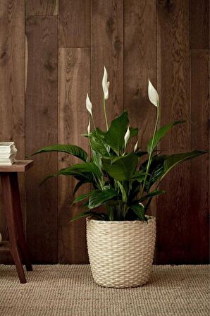 Spathiphyllum Chopin - Barış Çiçeği Canlı Salon Bitkisi 40 - 60 cm