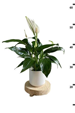 Spathiphyllum Chopin - Barış Çiçeği Canlı Salon Bitkisi 40 - 60 cm