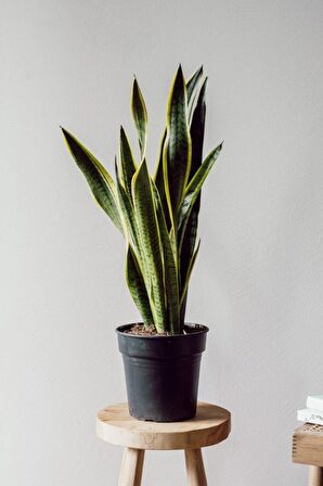 Sansevieria Laurentii - Paşa Peygamber Kılıcı Canlı Salon Bitkisi 80 - 120 cm