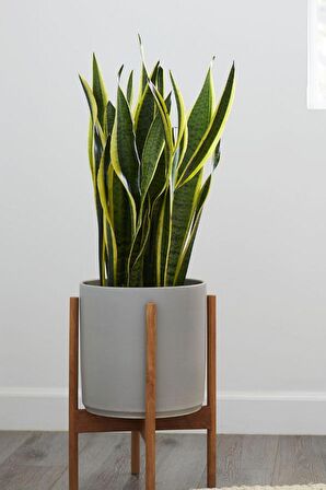 Sansevieria Laurentii - Paşa Peygamber Kılıcı Canlı Salon Bitkisi 80 - 120 cm