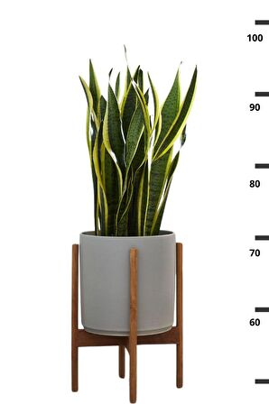 Sansevieria Laurentii - Paşa Peygamber Kılıcı Canlı Salon Bitkisi 80 - 120 cm