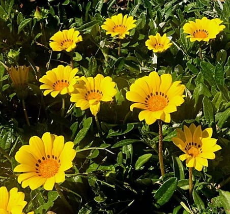 Gazanya Çiçeği Tohumu (Büyük Çiçek Kalıcı) Sarı Renkli - 8 Tohum