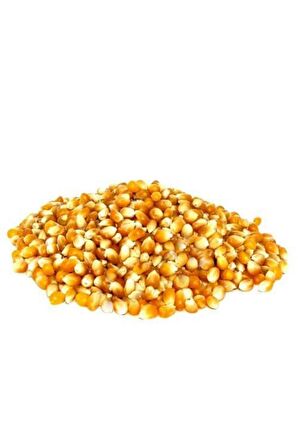 Patlak Mısır Popcorn Cin Mısır Tohumu 50 Adet Tohum