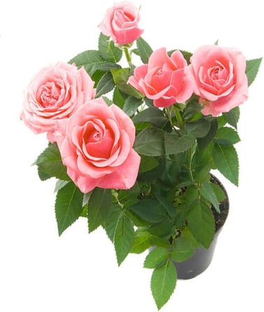 Videolu Yediveren Kokulu Yavruağzı Rengi (30 66 C) Saksılı/Tüplü Aşılı Gül Fidanı Rose