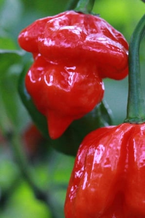 Dünyanın En Acısı Trinidad Scorpion Biber Tohumu / 10 Adet Tohum