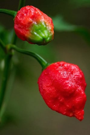 Dünyanın En Acısı Trinidad Scorpion Biber Tohumu / 10 Adet Tohum