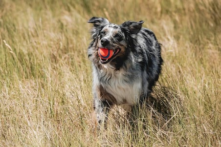 Chuckit! Ultra Ball Köpek Oyun Topu (Medium)
