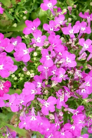 Dashing Look Pembe Lobelia Çiçeği Tohumu / 20 Adet Tohum TH-thmcmthm324