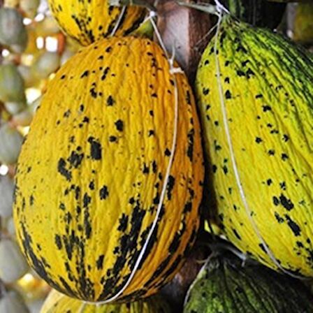 TohumBaba Kavun Tohumu (Kırkağaç) Pakette 15 Adet Tohum