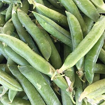 TohumBaba Bezelye Tohumu Pakette 15 Adet Tohum