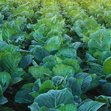 TohumBaba Lahana Tohumu (Karadeniz Lahanası) Pakette 30 Adet Tohum