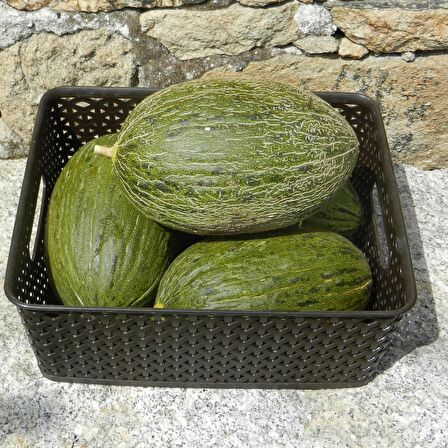 TohumBaba Kavun Tohumu Siyah Kışlık Pakette 15 Adet Tohum