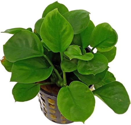 Anubias Barteri Round Golden Coin 5-6 Yapraklı Canlı Bitki