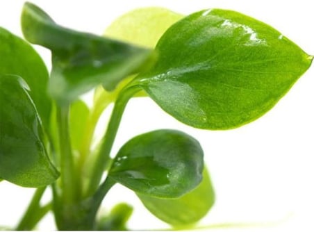 Anubias Barteri Round Golden Coin 5-6 Yapraklı Canlı Bitki