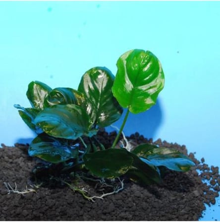 Anubias Barteri Round Golden Coin 5-6 Yapraklı Canlı Bitki