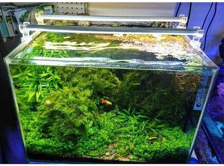 OrionLed Akvaryum Led Aydınlatma Beyaz 60Cm 6500K