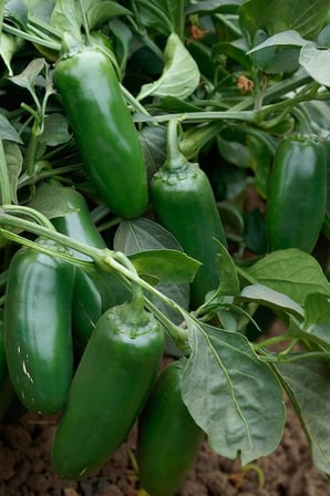 Acı Jalapeno Biberi Tohumu 20+ Adet