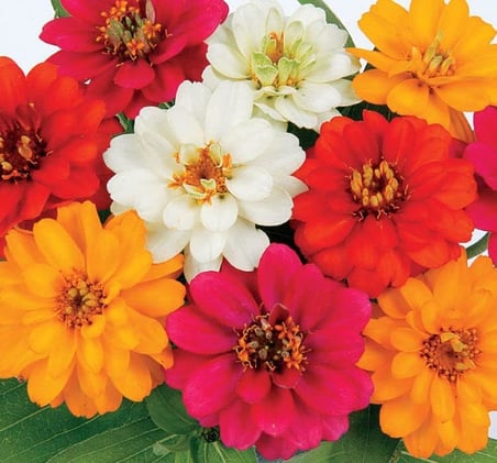 Zinnia Çiçeği Tohumu (Mini Çiçekli, Kirli Hanım) Karışık Renkli - 5 Tohum