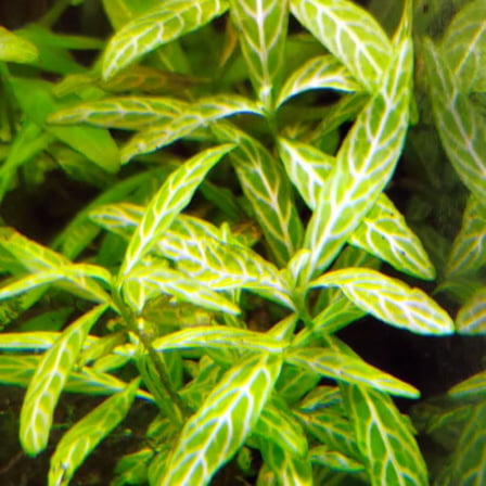 Hygrophila Polysperma Rosanervig Kolay Akvaryum Zemin Bitkisi Canlı Akvaryum Bitkisi
