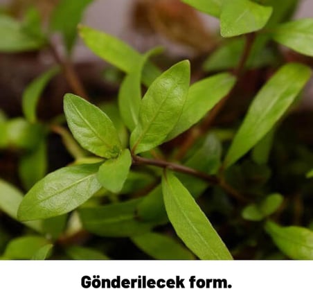 Hygrophila Polysperma Rosanervig Kolay Akvaryum Zemin Bitkisi Canlı Akvaryum Bitkisi