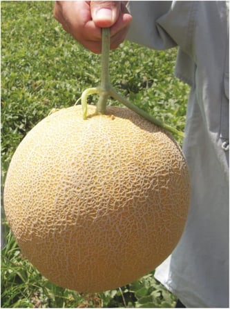 Ananas Kavun Tohumu 30 Adet Tohum Bal Kavun
