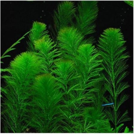 Akvaryum Bitkileri Myriophyllum Elatinoides Saksı Canlı Bitki b095