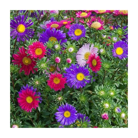 Papatya Çiçekli Karışık Renkli Chinensis Aster Çiçeği Tohumu (50 Tohum)