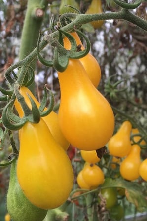 Sarı Ampul Domates Tohumu 35 Adet