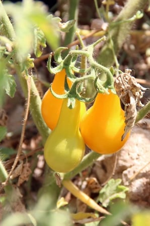Sarı Ampul Domates Tohumu 35 Adet