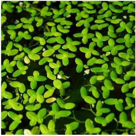 Lemna Minor Mercimek 30x30cm Su Üstü Canlı Bitki